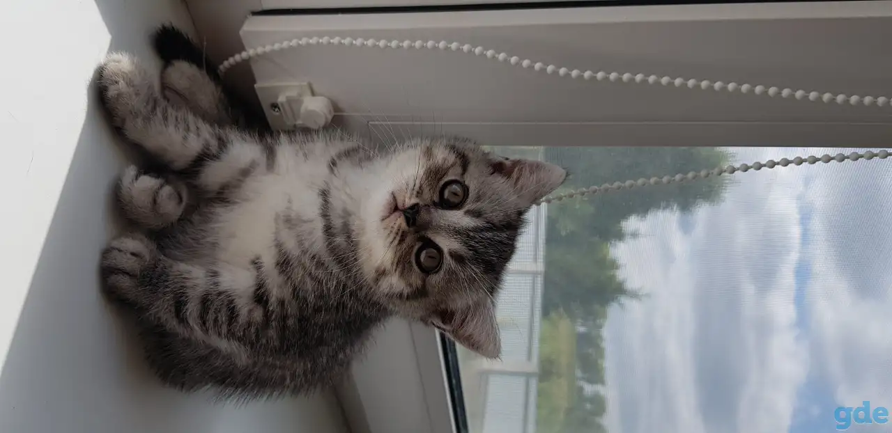 Котята шотландской короткошерстной, фотография 4