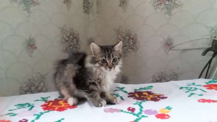 Отдам котят, фотография 1