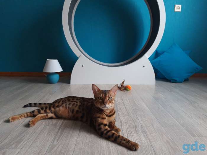 Беговое колесо для кота, фотография 4