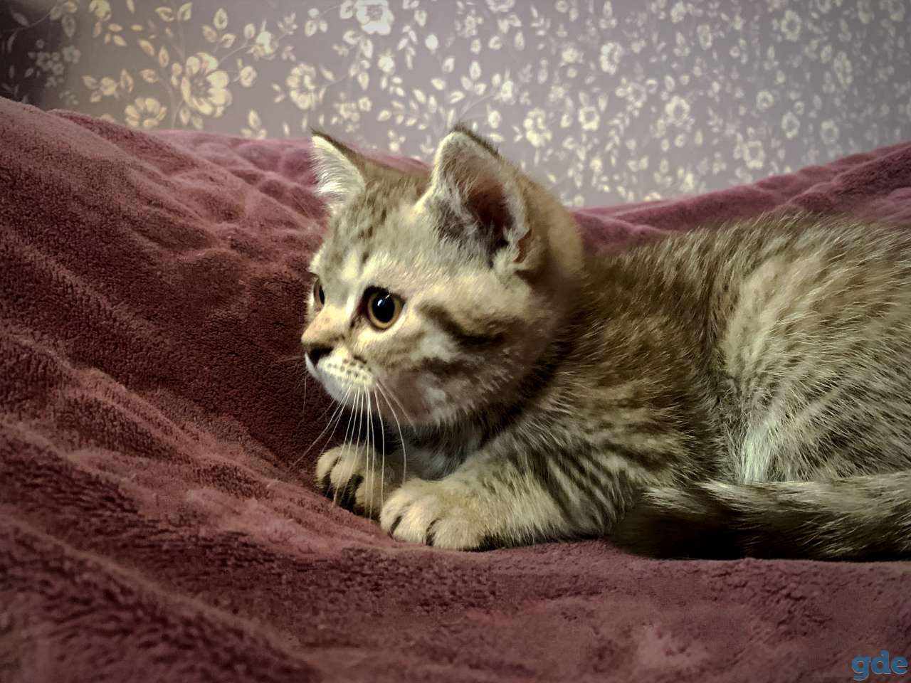 Шотландские котята Скоттиш-страйт, фотография 11