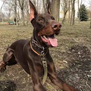 Дрессировка собак с выездом на дом к владельцу, фотография 6