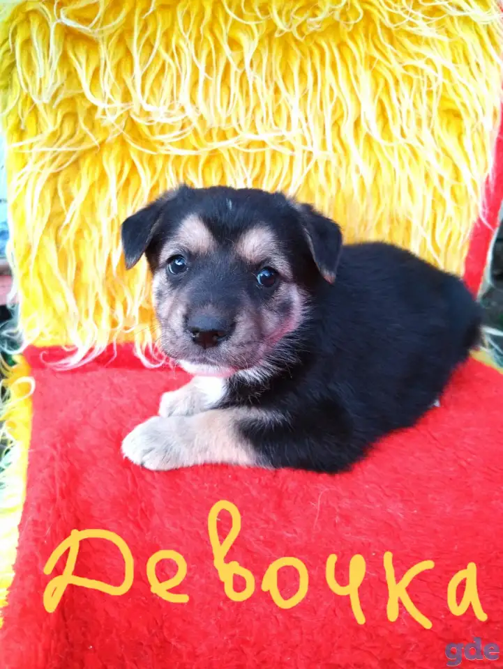 Щенки 