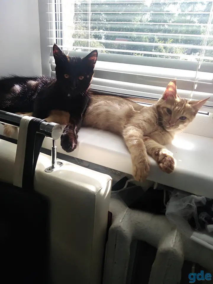 Котята, фотография 6