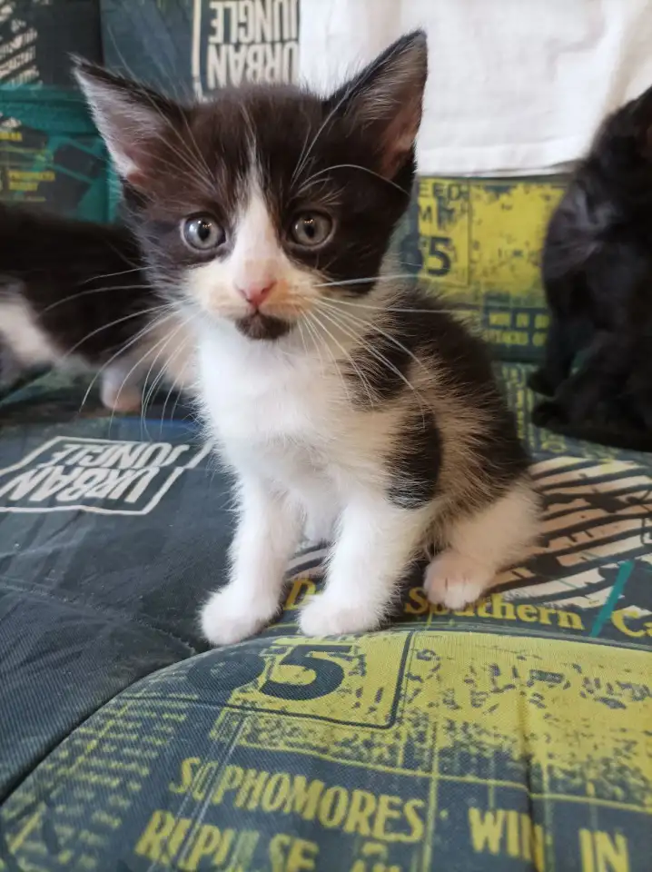 котята в добрые руки, фотография 3