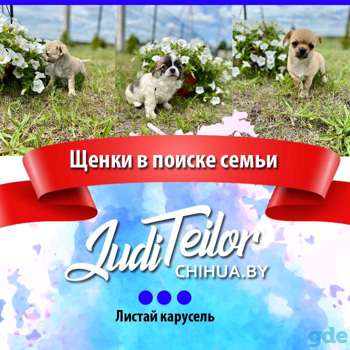 Щенки чихуахуа из породного питомника JudiTeilor, фотография 3