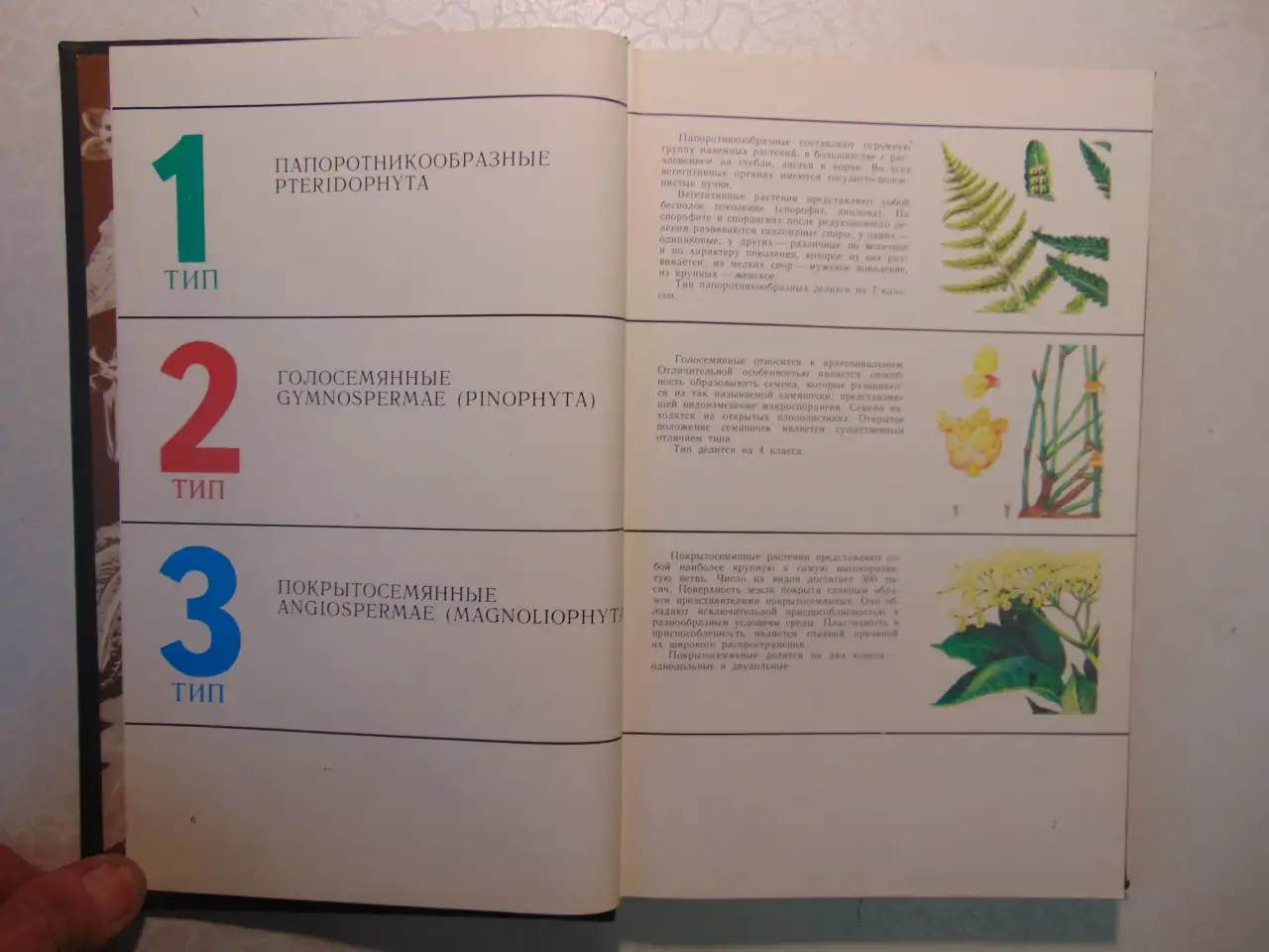 Дикорастущие лекарственные растения СССР..И. Гром, Москва, Медицина, 1976 год, 288 страниц, 153 рисунка., фотография 5