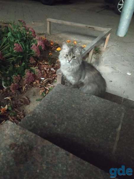 Котенок ищет дом, фотография 1