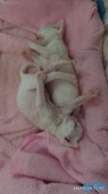 Котята Девон -Рекс, фотография 3