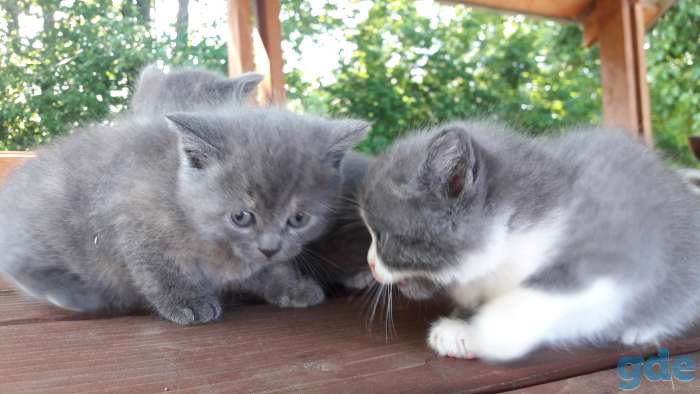 Предлагаю котят, фотография 1
