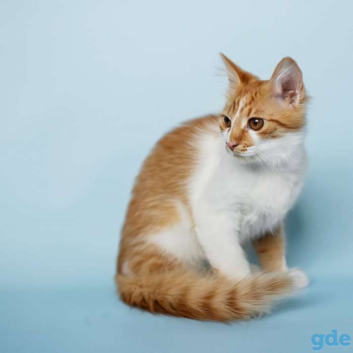 Котёнок в добрые и ответственные руки, фотография 6