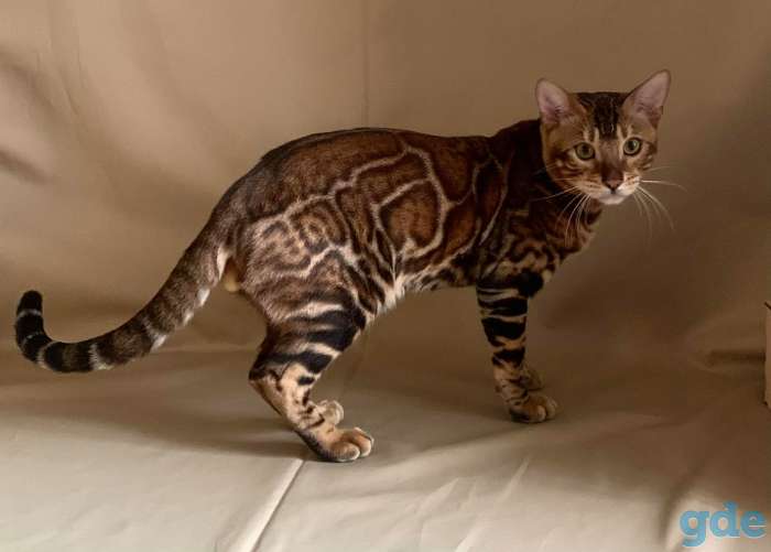 Бенгальские котята, фотография 3
