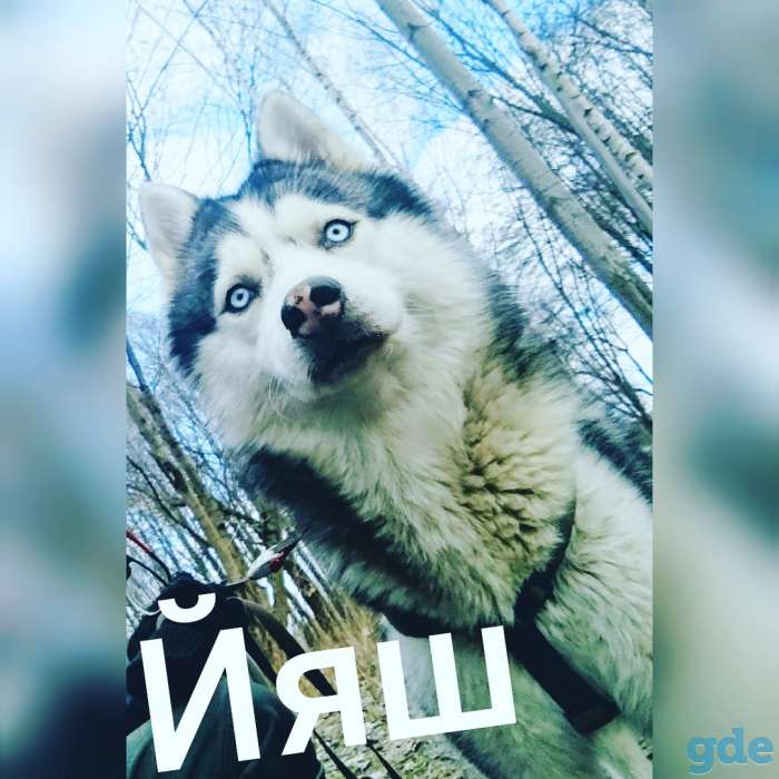 Молодой Кабель Сибирской Хаски ищет Невесту, фотография 1