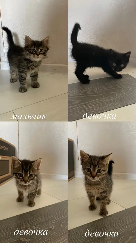 Котята в дар, фотография 1