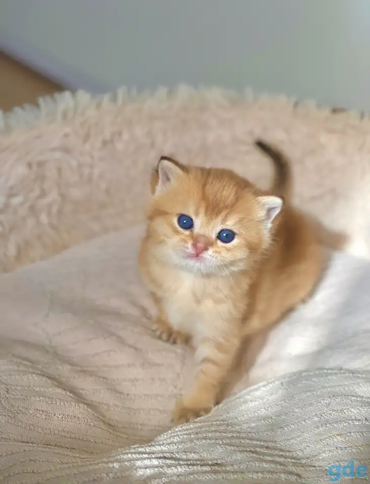 ЗОЛОТАЯ ШИНШИЛЛА шотландские котята, фотография 3