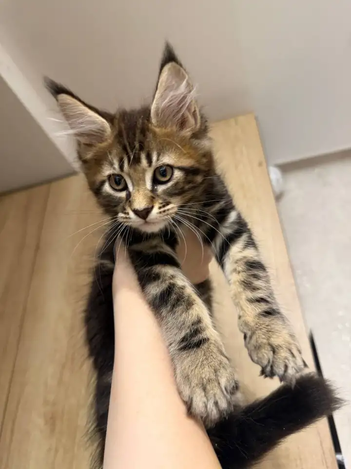 Котята породы Мейн-кун, фотография 8