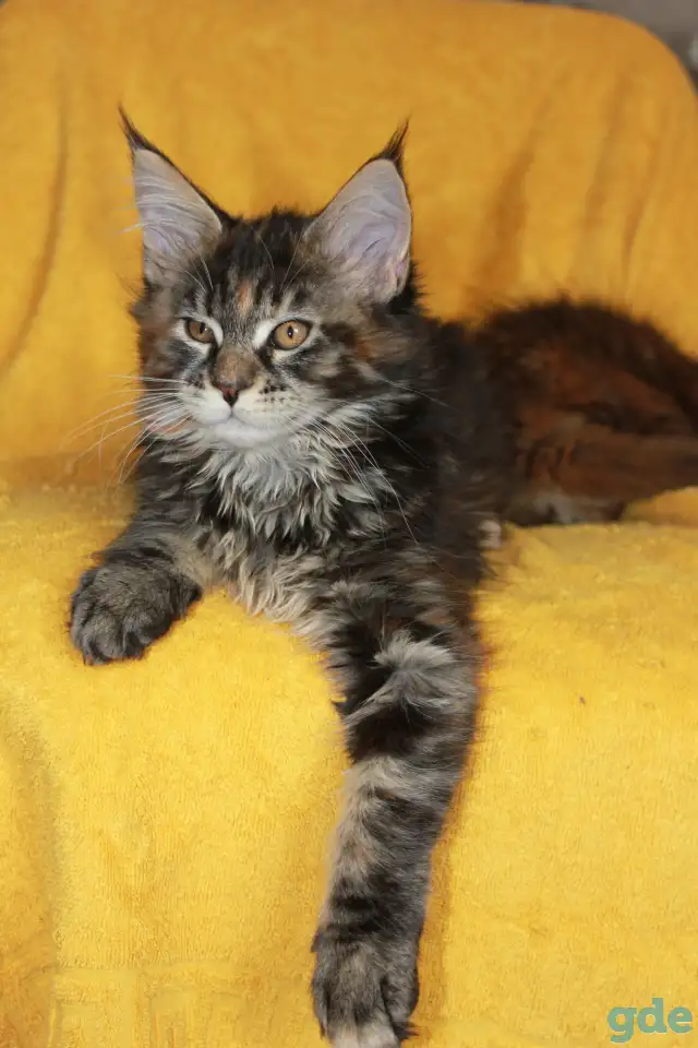 3 Котенок МЕЙН кун, фотография 1
