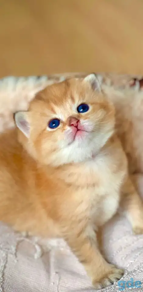ЗОЛОТАЯ ШИНШИЛЛА шотландские котята, фотография 1