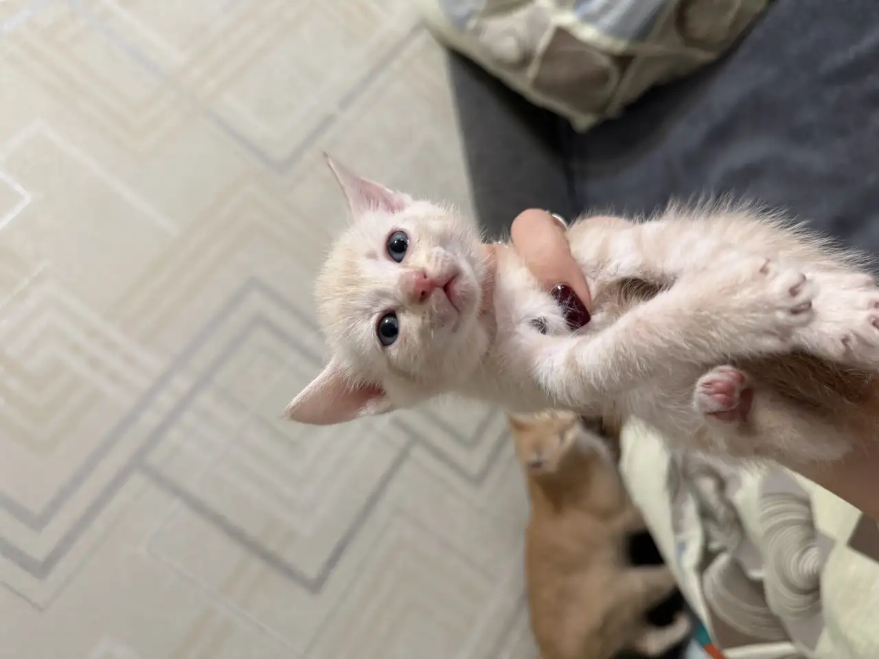 Котята в дар, фотография 4