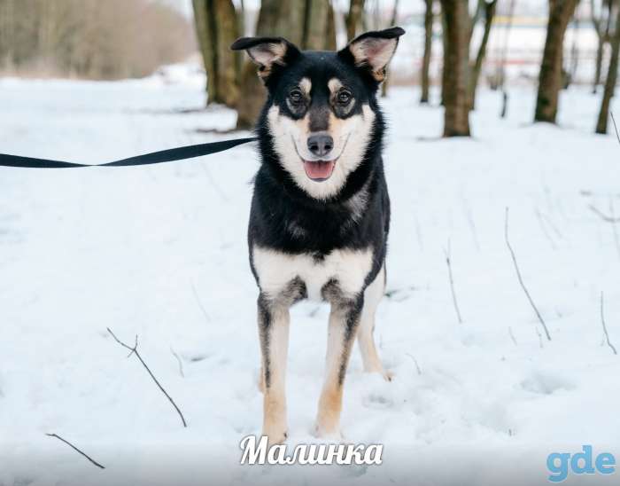 Красавица Малинка, фотография 2