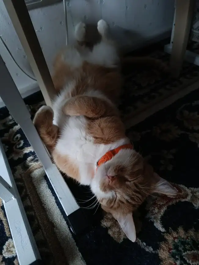 Кот Рыжик 4 года, домашний, фотография 1