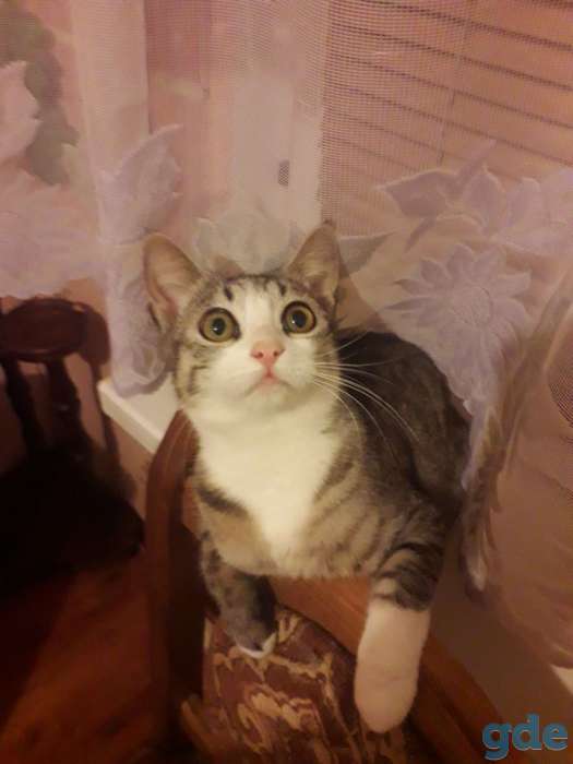 Котята,8 месяцев, мальчик и девочка в дар., фотография 4
