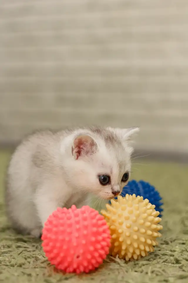 Котята шотландские, фотография 13