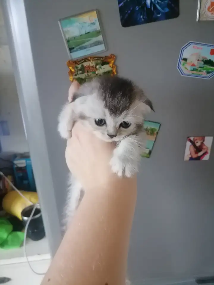 Шотландские котята, фотография 5