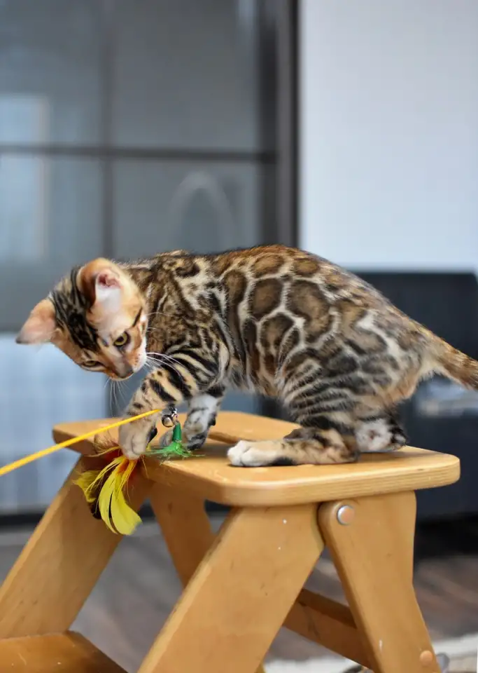 Бенгальские котята из питомника: котик, фотография 4