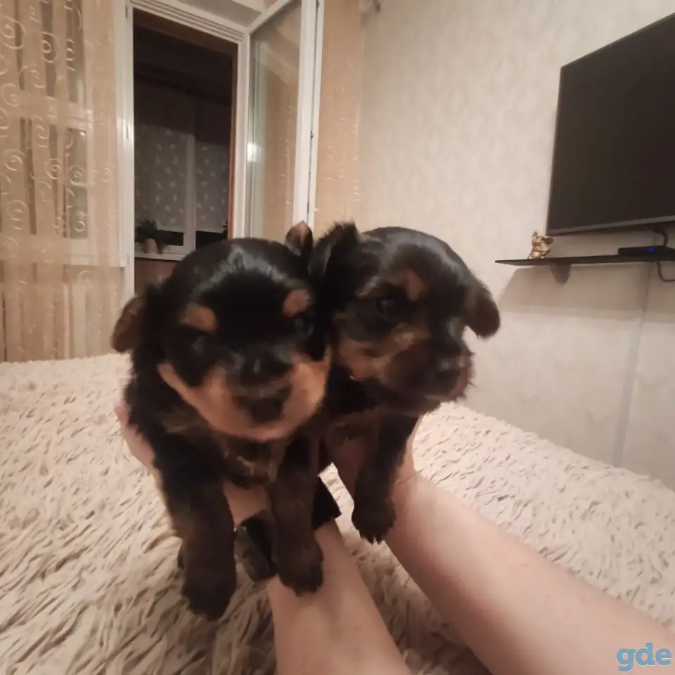 Продажа собак, фотография 2