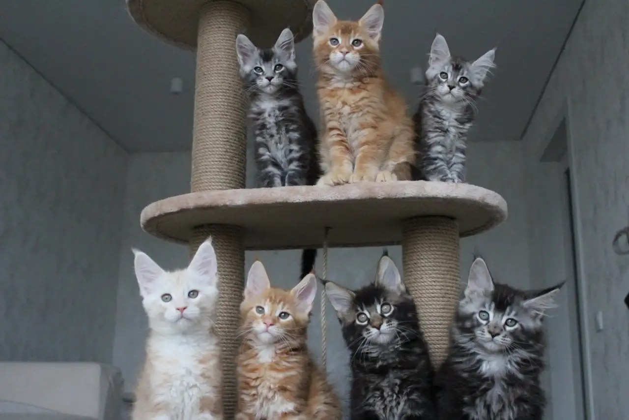 Мейн-кун котята!, фотография 2