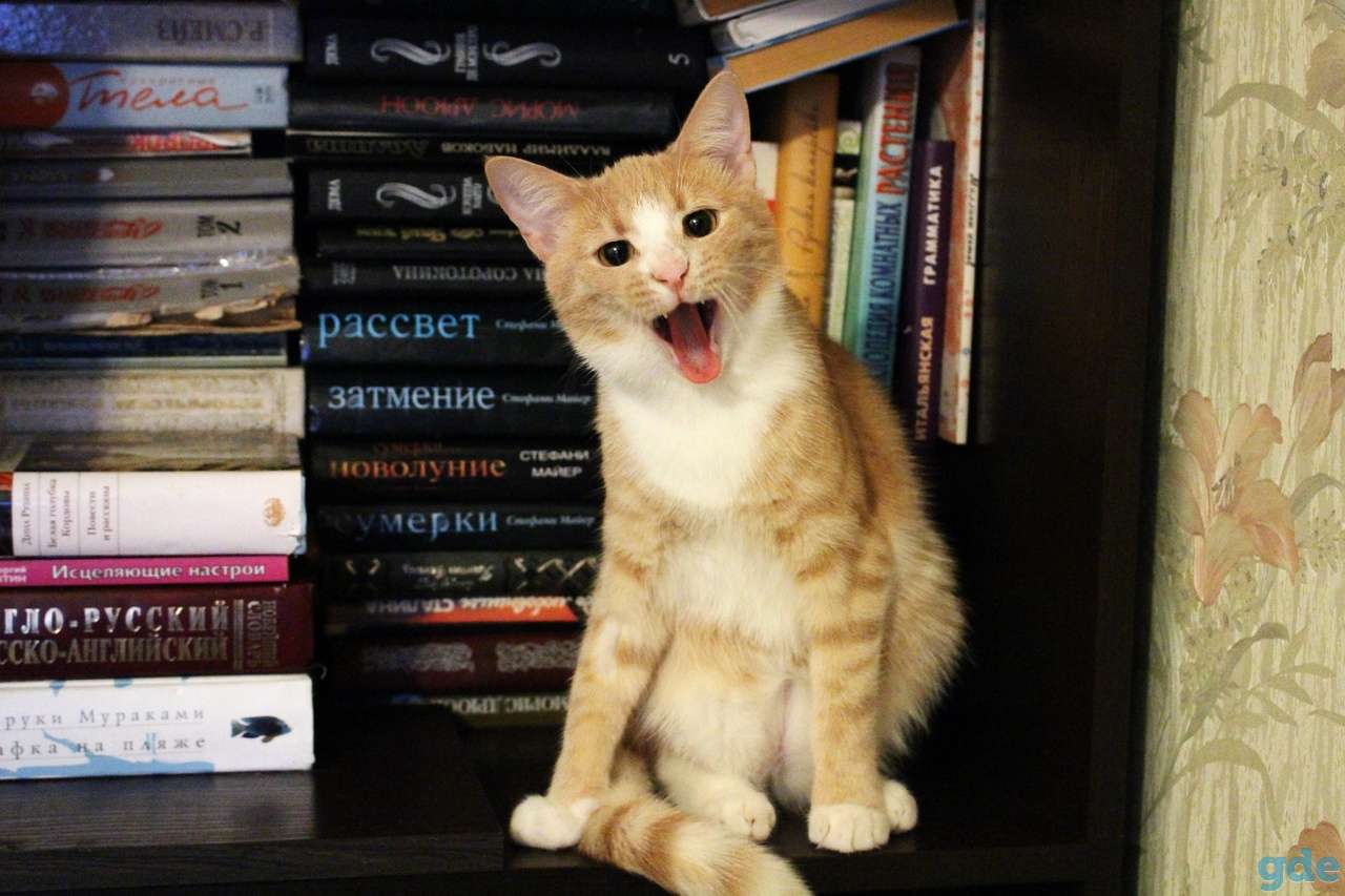 Котик-подросток Ярик в добрые руки, фотография 3