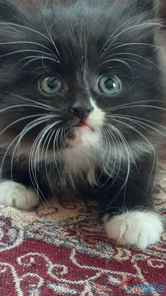 Котята, фотография 1