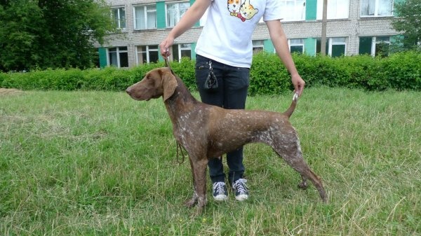 Услуги хендлера, фотография 1