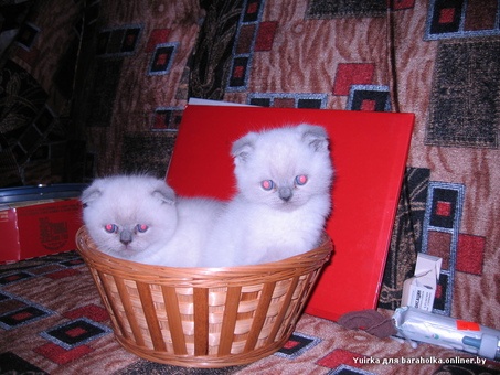 Британские котята, фотография 1