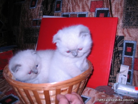 Британские котята, фотография 3