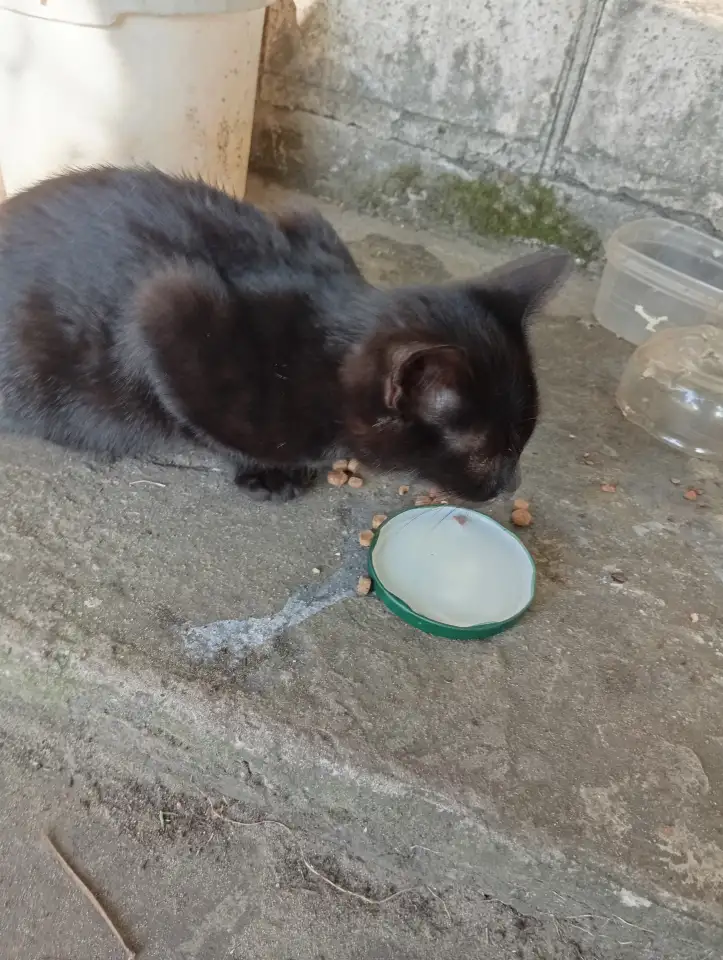 Котенок в дар, фотография 6