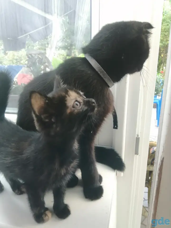 Котенок кошечка 1,5 мес Тигровый окрас, фотография 3