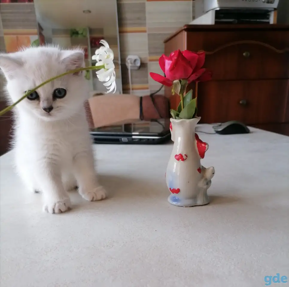 Британские котята, фотография 2