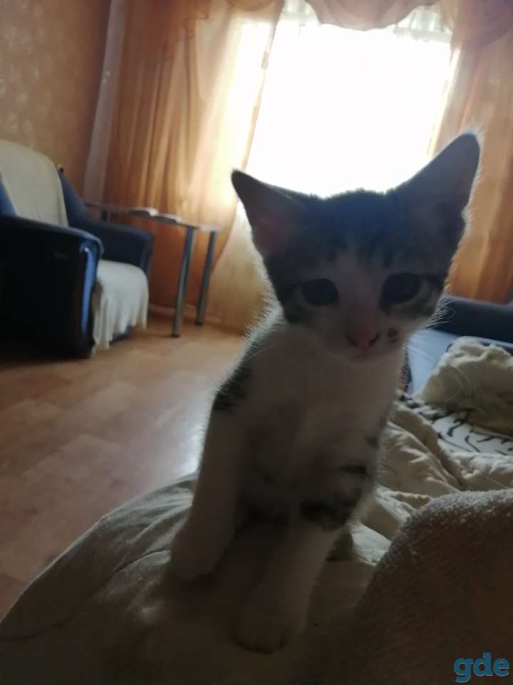 Отдам котёнка в хорошие руки, фотография 1