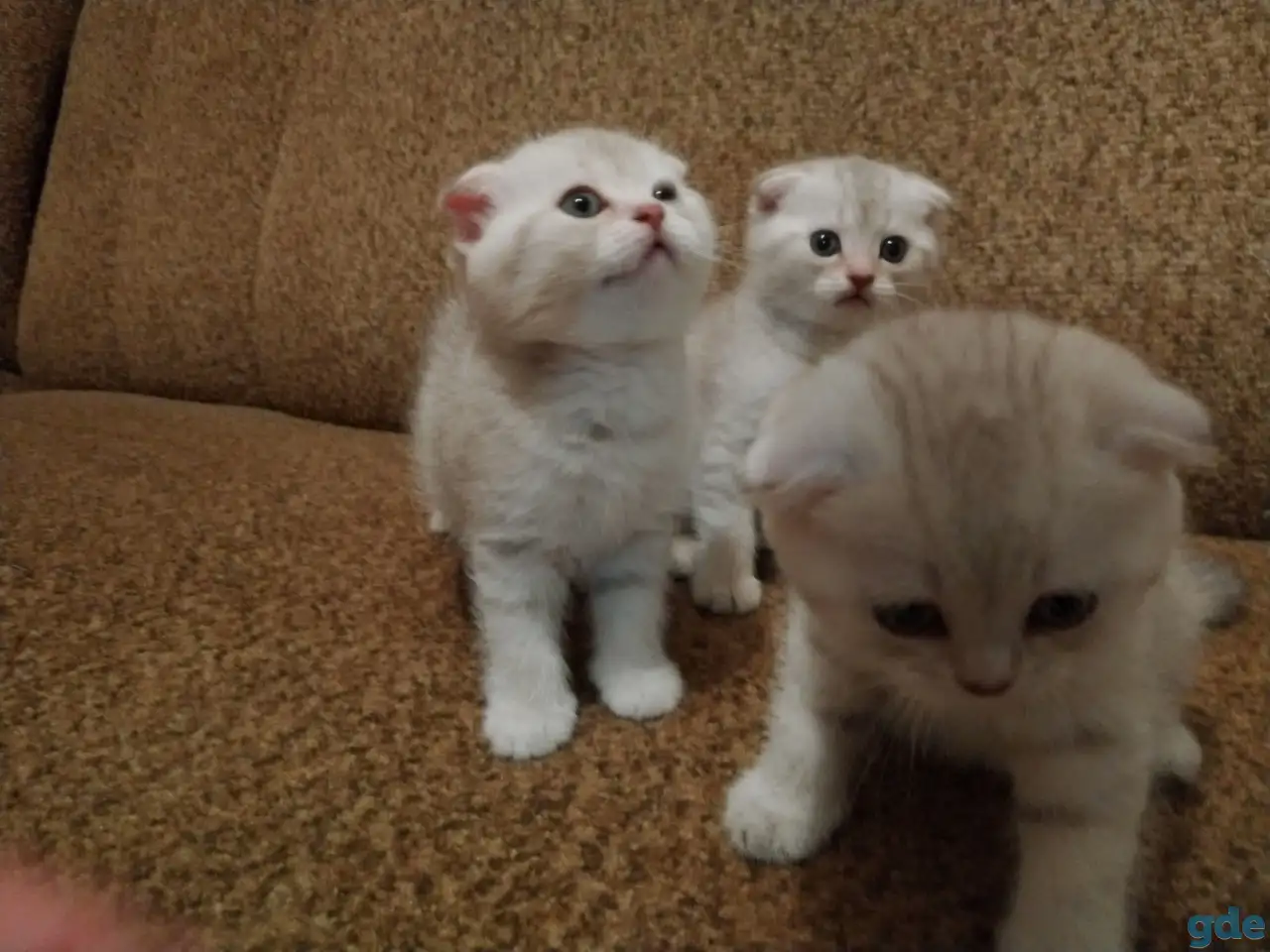 Котята шотландские вислоухие, фотография 3