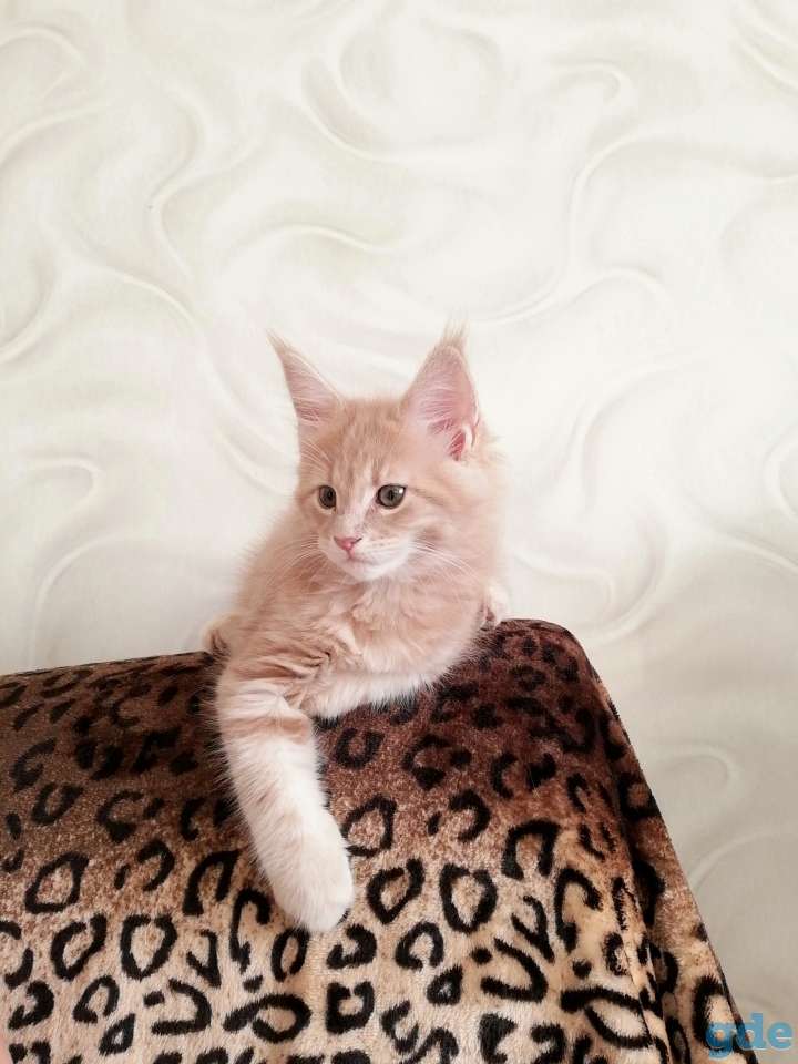 Мейн-кун котята, фотография 4