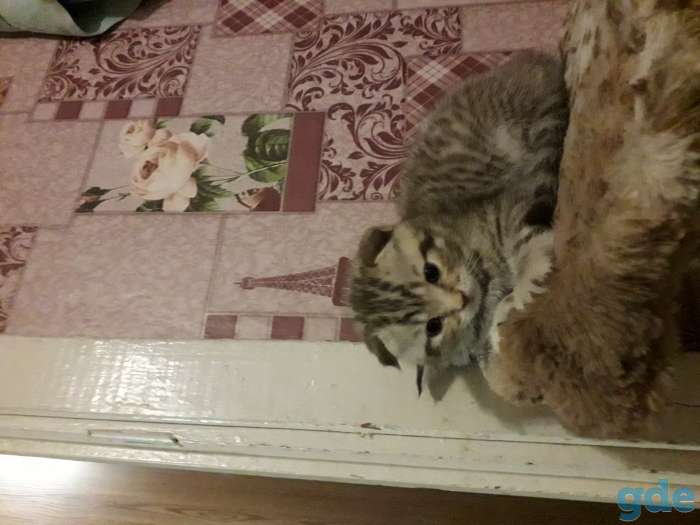 Котята британской породы, фотография 2