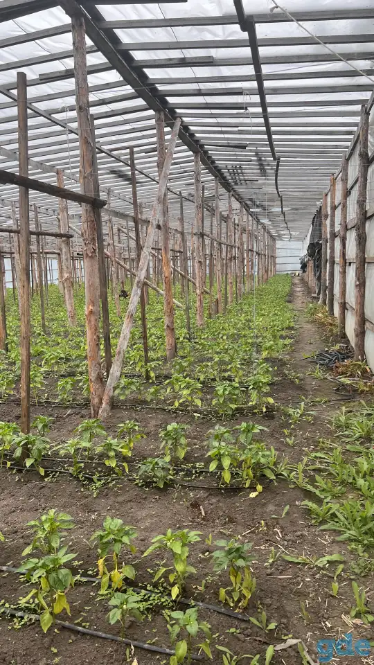 Продажа дома и парников, Деревня Оздамичи, пер. Красный 3, фотография 3