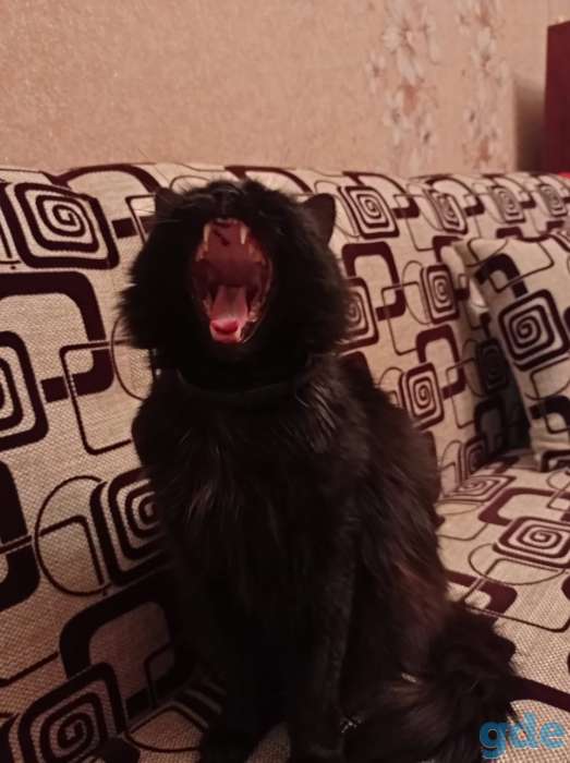 Отдам в хорошие руки!, фотография 2