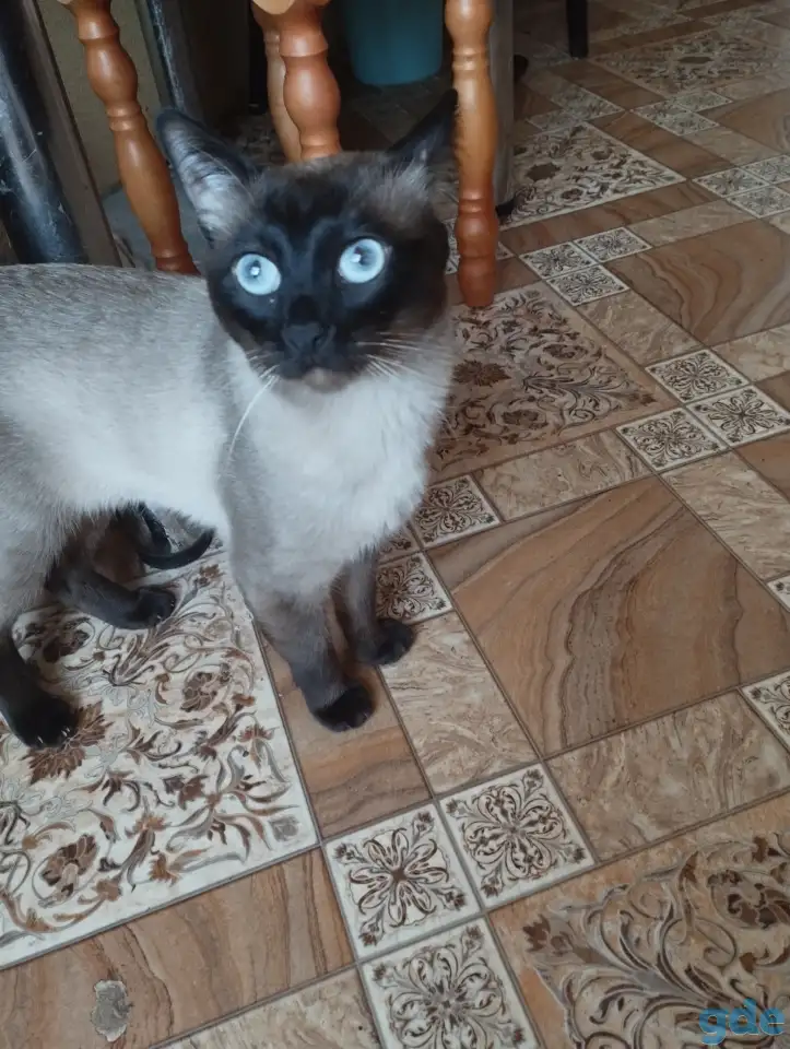 Тайский кот, фотография 3