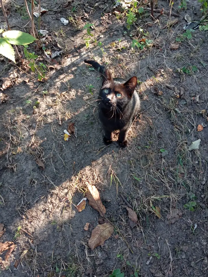 Котенок в дар, фотография 8