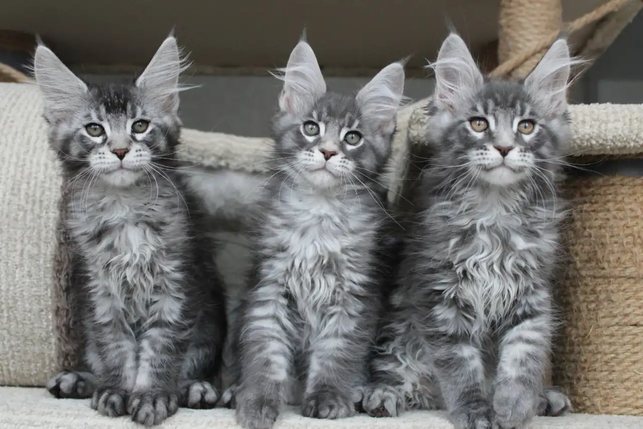 Котята мейн кун ждут Вас!, фотография 6