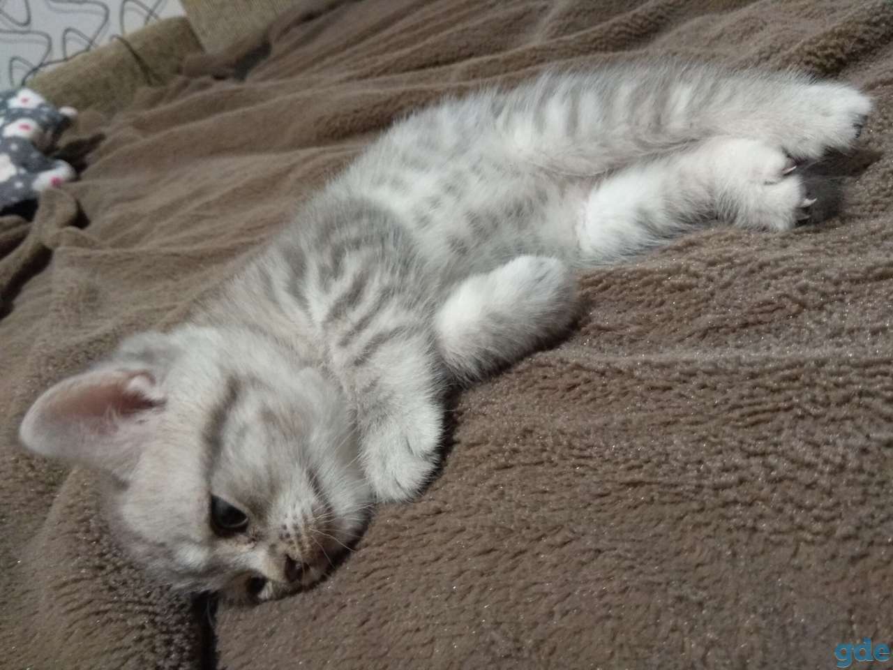 Шотландские котята, фотография 9