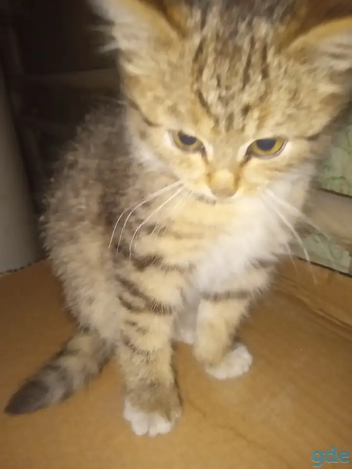 Отдам котенка в хорошие руки, фотография 1