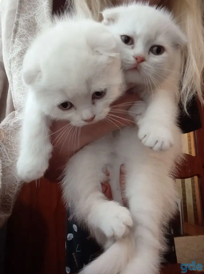 Шотландские котята, фотография 2